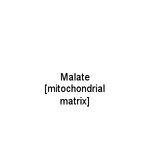 Malate [mitochondrial matrix]